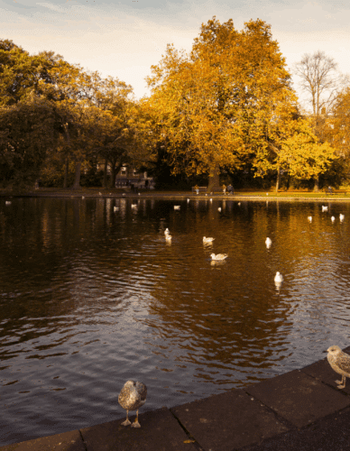 Fall into Autumn